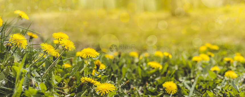 生长绿地有黄色花朵在地上收起黄春花的缝合点在地上平静的牛滑图片