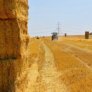 大麦收成面包割金熟玉米田拖拉机的收割农业械具有工业主题的传统夏季背景图片