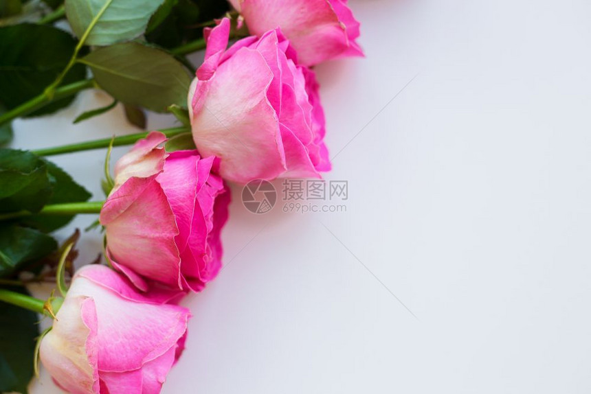 自然粉红玫瑰在白桌上排成一情人背景复制空间美丽的粉红色玫瑰复古的一种图片