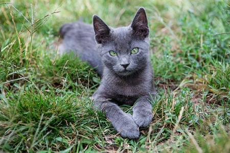 俄罗斯蓝猫一只小灰色的青眼黄蜂坐在绿草上小猫毛皮种类图片