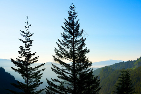 美国华盛顿州蒙山兰尼耶公园范围树木级联图片
