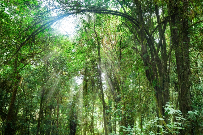大自然风景和泰国旅行背在热带植物与太阳光束的深雨林中度过令人惊叹的早晨抽象户外生长图片