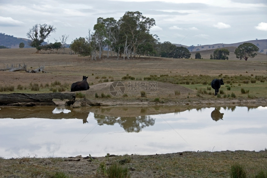 驯化的乏味水库旁牛群在一片阴云无的枯燥日子里景图片