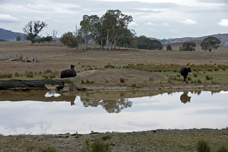 驯化的乏味水库旁牛群在一片阴云无的枯燥日子里景背景图片