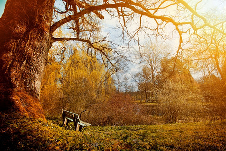 阳光下秋季公园里的长椅图片