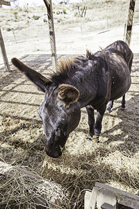 农场的驴子一个训练有素的哺乳动物细节牲畜在农场工作肖像头发眼睛图片