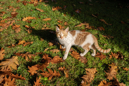 秋天户外玩耍的猫咪图片