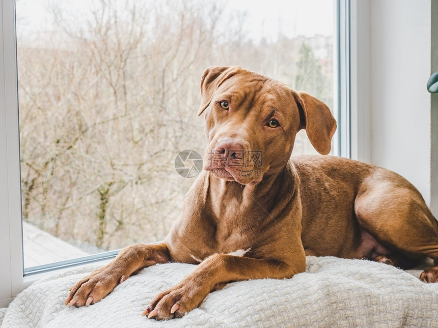 拉布多犬可爱的巧克力彩色贴近室内白天灯光关心教育服从训练的概念养宠物可抚摸爱的巧克力彩色贴近小狗快乐的颜色图片