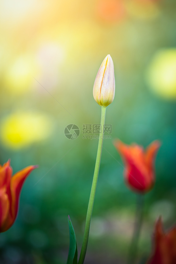 在日本的公园里和在光背景上开花的美丽郁金朵选择焦点有的种类夏天植物群图片