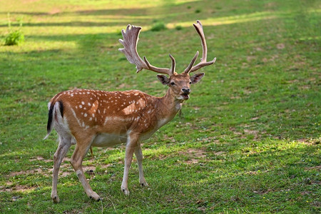 车辙野生动物中的美丽落地鹿达马玛多姿彩的自然背景欧洲鹿茸图片