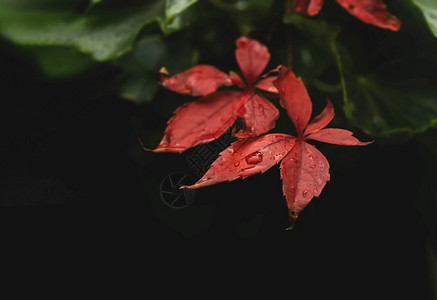 黑暗中的红色秋叶图片