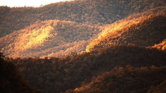 无叶鹤望兰生动范围冬季山区森林的景观日光照在清晨多彩森林抽象的阴影和子假日期度概念节日观赏云设计图片