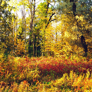 绿色郁葱秋混合森林美丽的秋天阳光明媚的雨林叶子图片