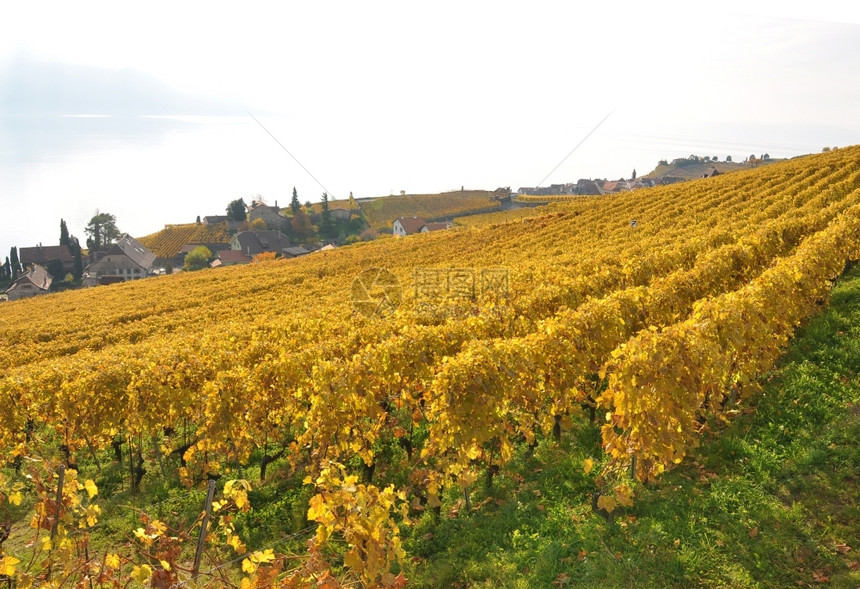 瑞士Lavaux地区葡萄园农业酒厂生产图片