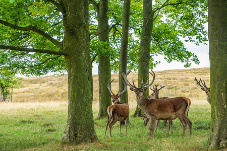 自然英国柴郡峰区莱姆公园红鹿保护区的乡村迪斯利图片
