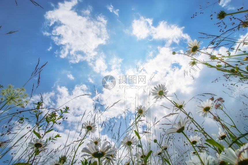 土地夏天草原上阳光晴朗的一天蓝空下有野花大自然朵背景雏菊环境图片