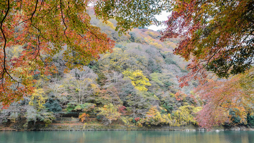 日本京都林山浅和长谷川河的秋色景农村落下颜图片