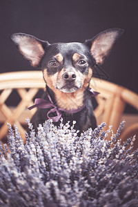 带着一束熏衣草花的漂亮小狗看着摄影机浪漫祝贺的主题别致高架植物图片