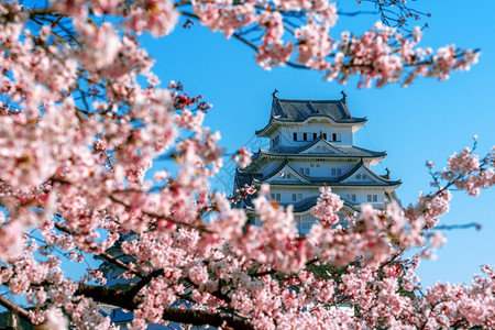 建筑学日本仁济的樱花和城堡园白色的图片