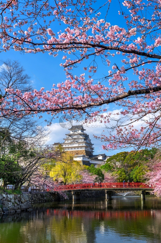 兵库日本仁济的樱花和城堡景观树图片