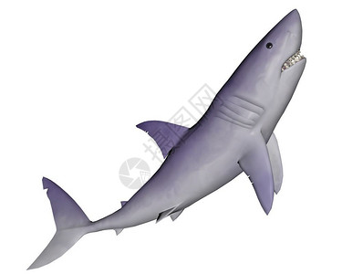 3d鲨鱼素材自然攻击静悄的鲨鱼在白色背景下向上移动鲨鱼3D野生动物设计图片