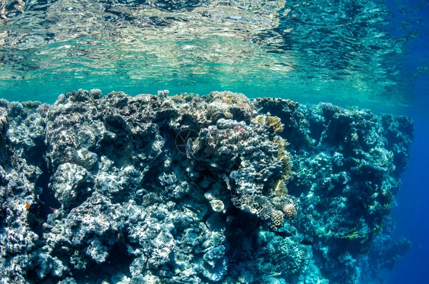 旅行美丽野生动物水下景观海面洋生物多彩珊瑚礁和热带鱼红海底生物多样与环境保护自然景观水下海面洋生物多彩自然景观红海底生物多样和环图片