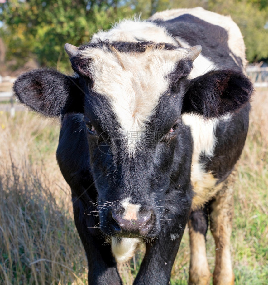 动物在公牛头顶上有一个白色羊毛的固定三角形背景是一片模糊的草在一片模糊的草原上画着一只年轻的公牛肖像其背景是一片模糊的牧场背景农图片