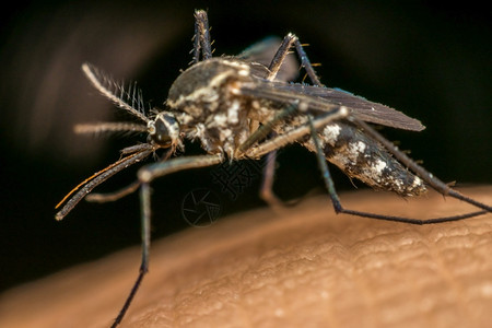 蚊子脑炎登盖氏菌和Zika携带的疟疾登革热和Zika传播的蚊子数量刺痛流行病生物学图片