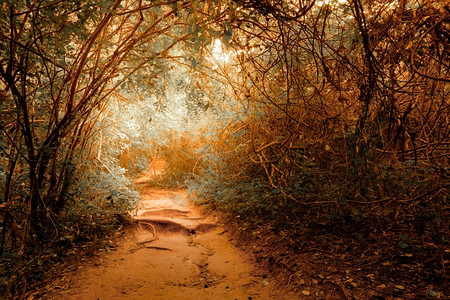 秋季奇幻神秘的树林背景图片
