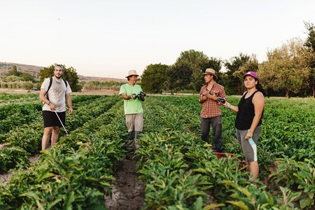 园艺工人栽培一组种植者在其田间工作并收获新鲜黑茄子或的种植者图片