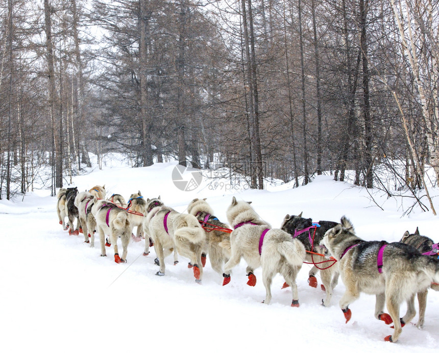 跑步景观一条狗雪橇在冬天的风景上奔跑一只狗雪橇在冬天的风景上奔跑白色的图片