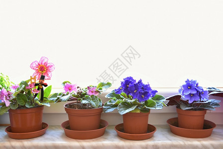 盆栽窗户上美丽的盛开紫罗兰室内美食和窗外的风景白色花瓣图片