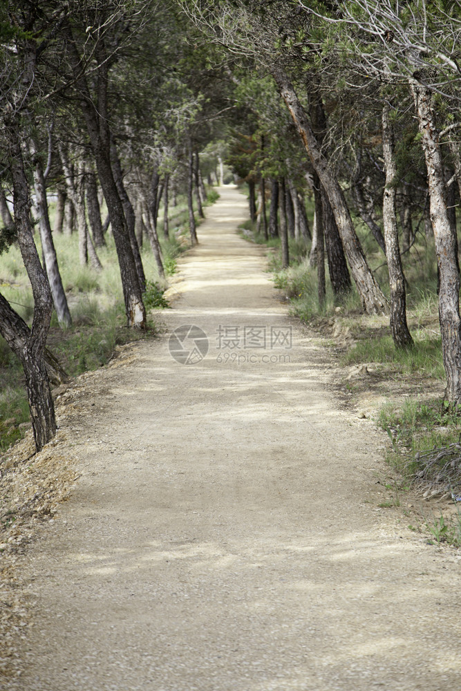 森林中的道路自然步行的详情山上细背景情况以及爬行详细的苔藓图片