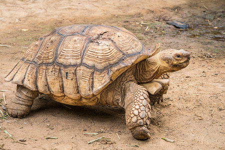 泰国公园美加拉帕戈斯乌龟运动成为物生活在加拉帕戈斯群岛图片