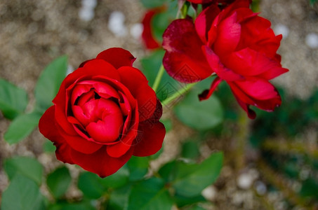 香水红玫瑰色细节从前面看到红玫瑰香气魅力图片