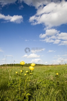 云充满活力欧洲春色黄花和蓝天空欧洲春光树图片
