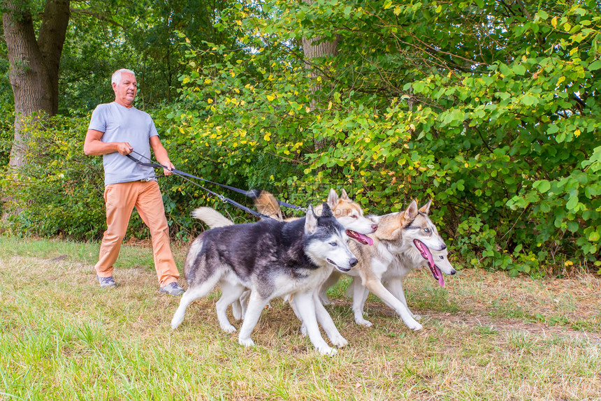 荷兰男子与四只自由的哈斯基犬一起行走熟悉的动舍内维尔图片