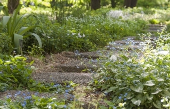 在一个公园的绿开花石路上用朵有选择聚焦点而过度生长的树丛楼梯爬坡道夏天植物群自然高清图片素材