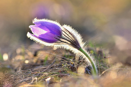 春花美丽的鲜和阳光有着天然色彩的本背景普尔萨奇拉巨人行进有色紫的图片