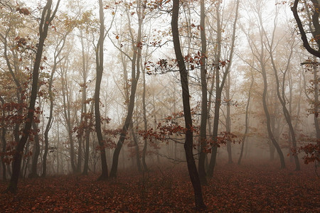 雾气森林图片