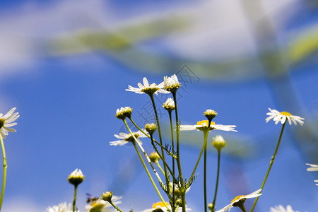 盛开青白小仙子对抗蓝天和乌云野花的紧闭健康夏天图片