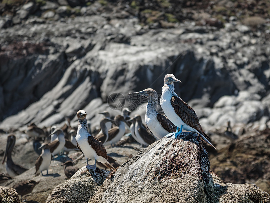 动物饥饿的加利福尼亚湾下州科罗纳多岛岩石上的靴子坐着图片