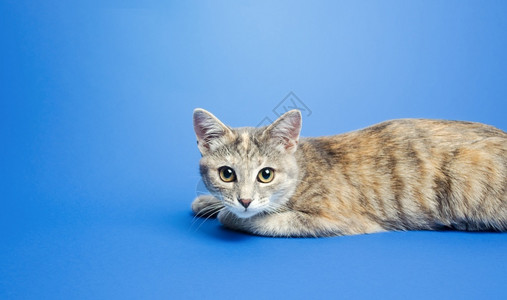 蓝色背景前的猫咪图片