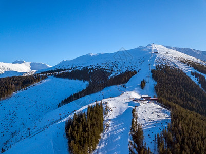 阳光照耀下的雪山山顶与树林图片