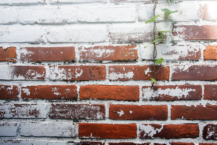 涂鸦结石带剥皮膏的旧老式脏砖墙背景质地特写带有剥皮石膏的老式脏砖墙背景质地结构体图片