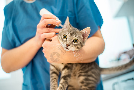 女兽医给宠物猫滴耳液背景图片