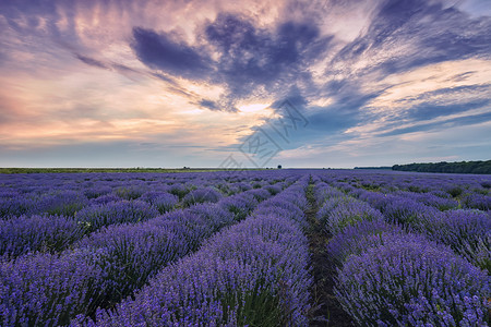 普罗旺斯场地天空在无尽的长排中花朵田里涌现出香味熏衣草美丽的高清图片素材