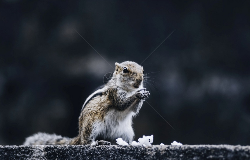 国内的母松鼠坐起来用双手吃大米棕色的哺乳动物图片