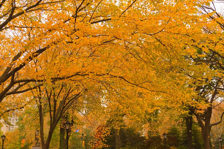 秋季公园景色图片