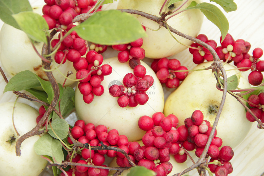 生活玉兰红五味子和白苹果静物与成熟的五味子和白苹果簇收获与成熟的水果和苹红五味子植物韩国五味子红和白苹果静物与成熟的五味子和苹果图片